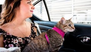 CABIFY PET, CABIFY, PET FRIENDLY